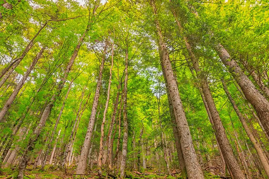 foret domaniale vendee